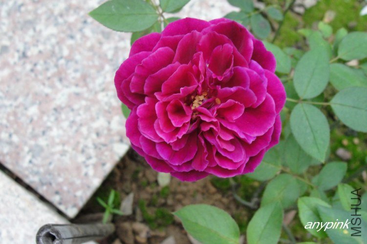 nEO_IMG_DSC07562.jpg