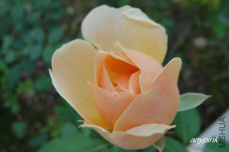 nEO_IMG_DSC07033.jpg