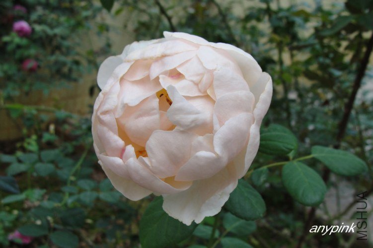 nEO_IMG_DSC07096.jpg