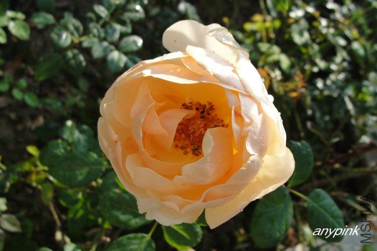 DSC07076-1.jpg