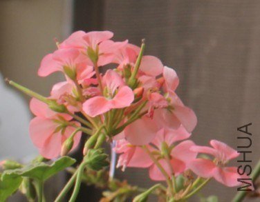 ����Ĺ����