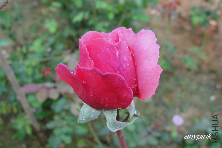 nEO_IMG_DSC07787.jpg