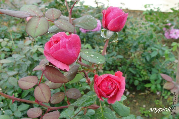 nEO_IMG_DSC07784.jpg