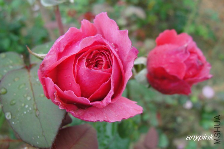 nEO_IMG_DSC07825.jpg