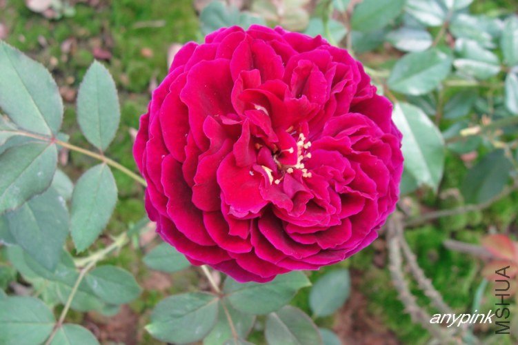 nEO_IMG_DSC07514.jpg