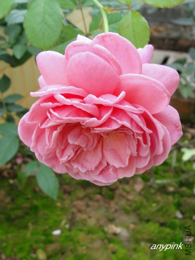 DSC07653-1.jpg
