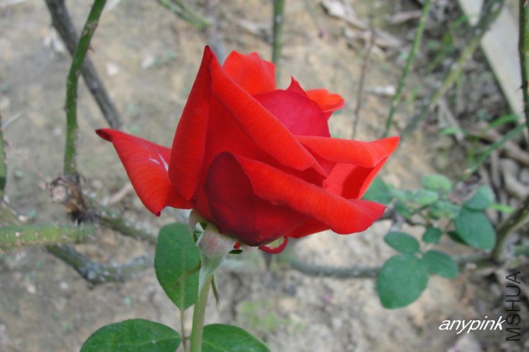 nEO_IMG_DSC07041.jpg