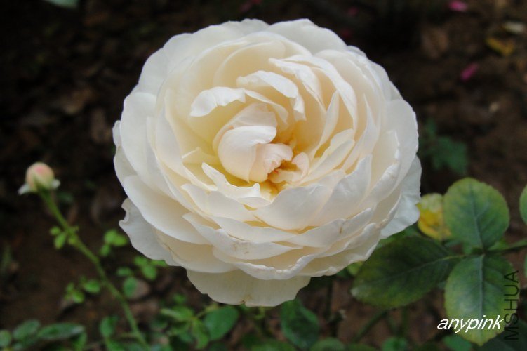 nEO_IMG_DSC06674.jpg