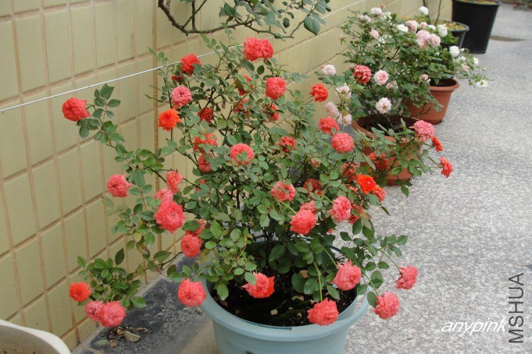 nEO_IMG_DSC07287.jpg