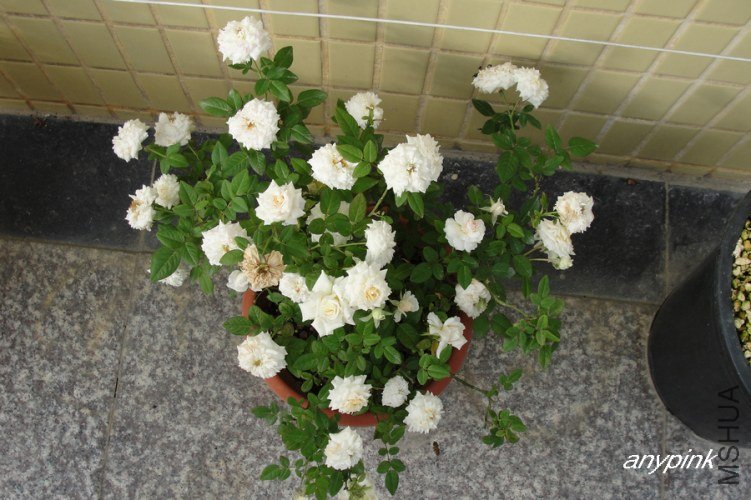 nEO_IMG_DSC07516.jpg
