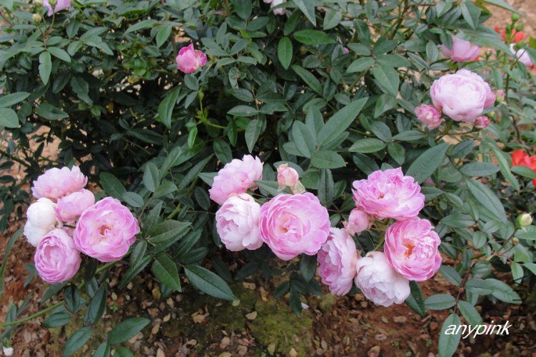 nEO_IMG_DSC08391.jpg