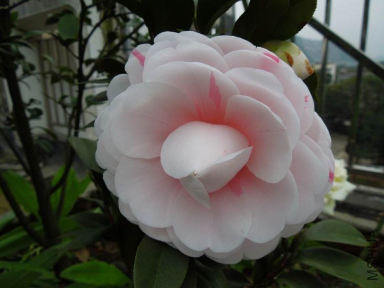 ������С DSCN3920.JPG