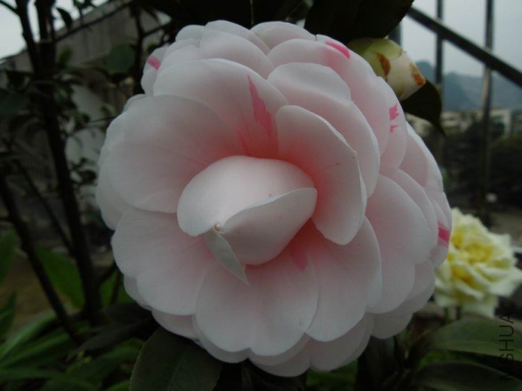 ������С DSCN3924.JPG