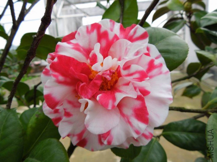 ������С DSCN3925.JPG