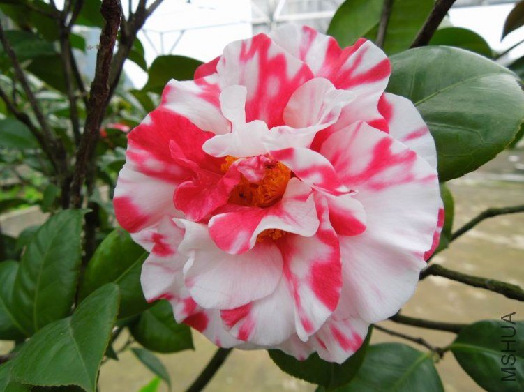 ������С DSCN3926.JPG