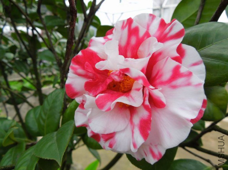 ������С DSCN3932.JPG