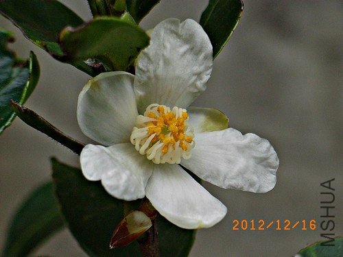 С���Ͳ軨A.JPG