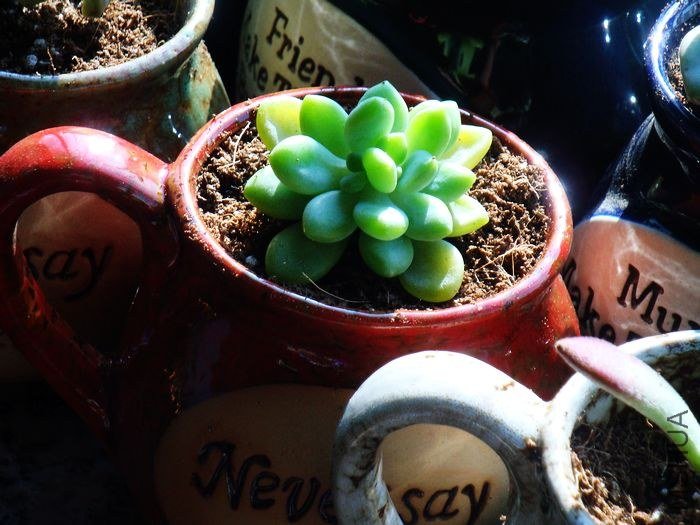 nEO_IMG_DSC00597.jpg