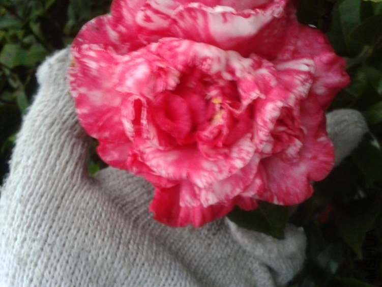 2012-12-18 07.14.08.jpg