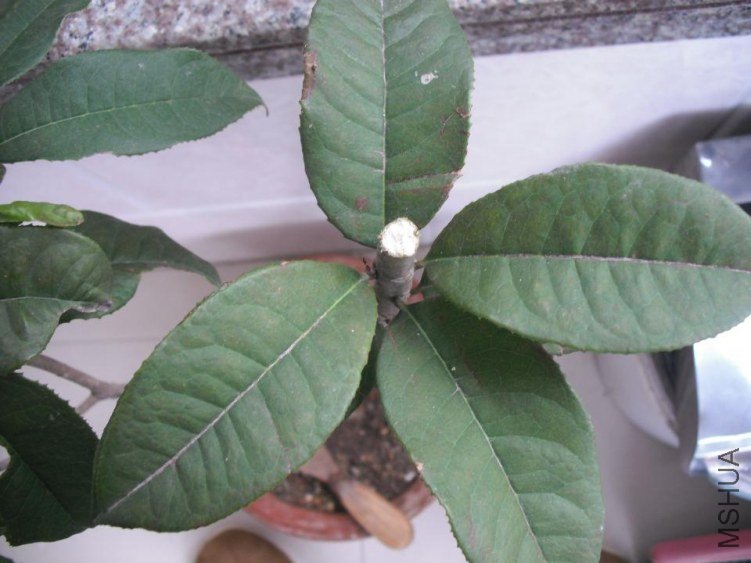 ǿ������˰�