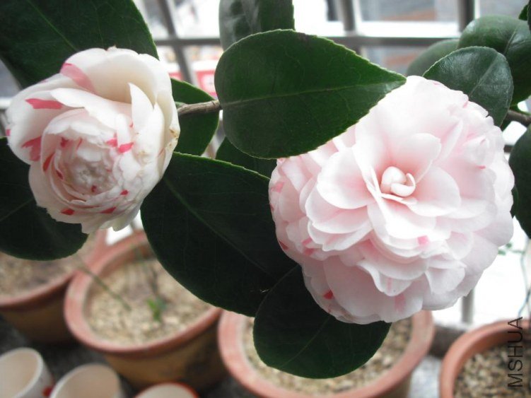 ��������