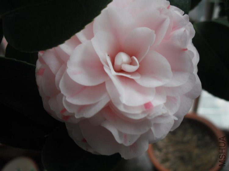 ����ǰ���Ƕ䣬ȫ����