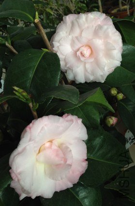 ȸ������