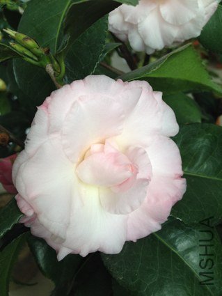 ȸ������