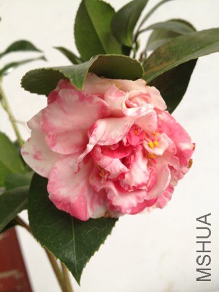 ʮ��ѩ������