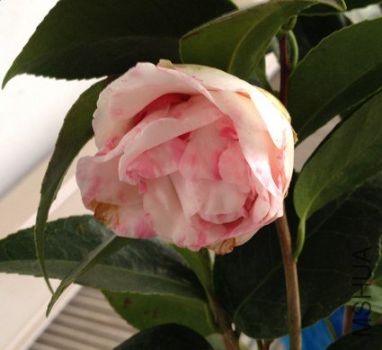 ʮ��ѩ������