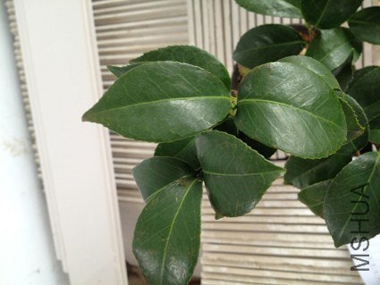 ʮ��ѩ��Ҷ�ӣ�