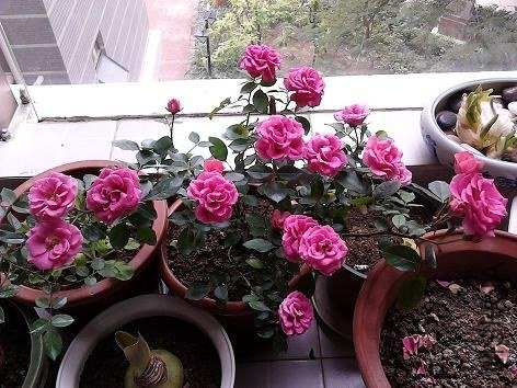 31΢��1.jpg