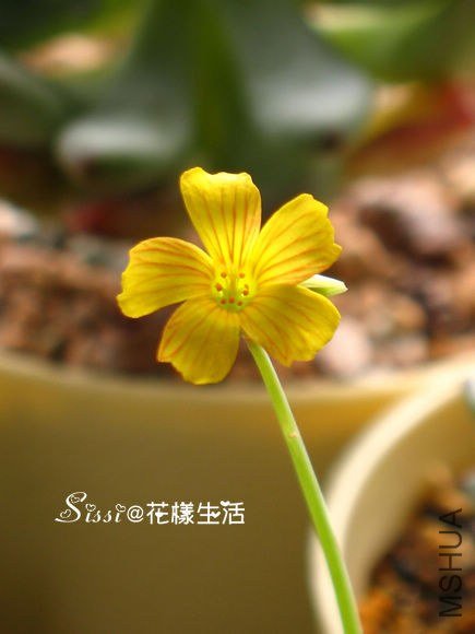 ��Ҷ�� ��.jpg