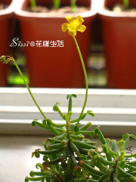 ��Ҷ�� �� 2.jpg