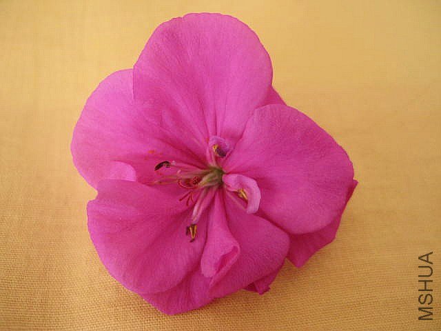 ���� ��Ů��.jpg