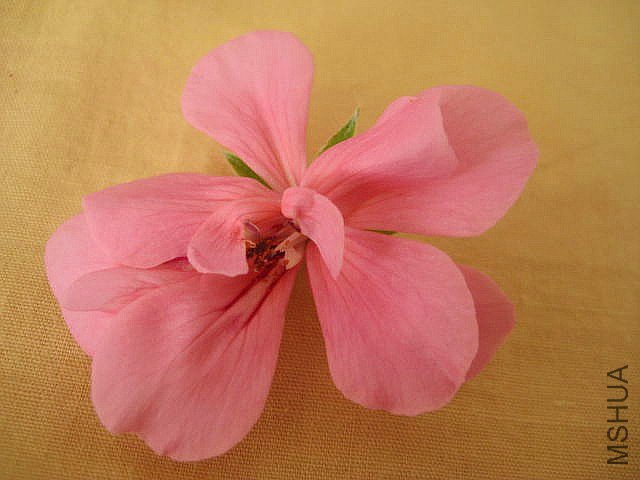 ���� ǳ��.jpg