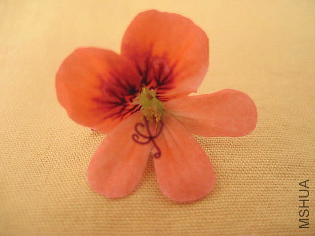 ��ʹ֮�� ��ɫ.jpg