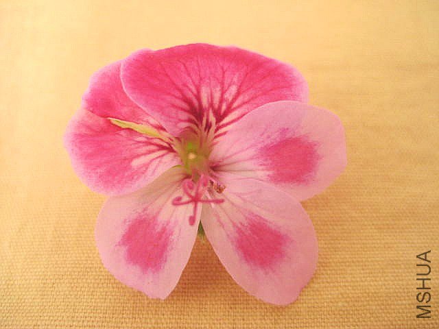 ��ʹ֮�� ��ɫ.jpg