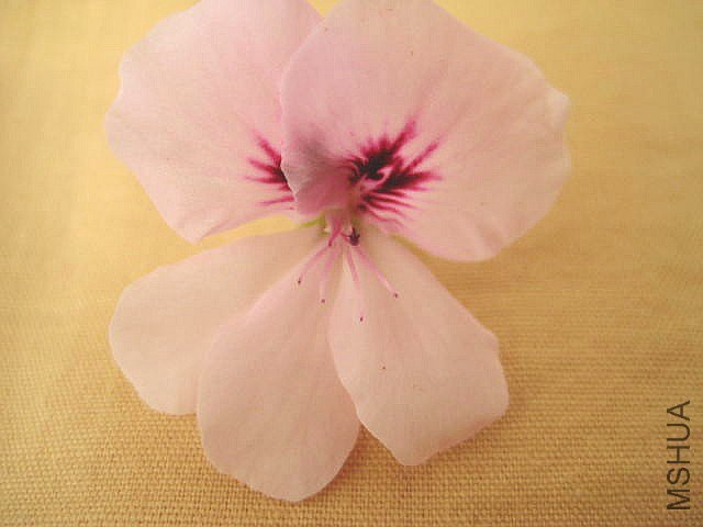 ��ʹ֮�� �����.jpg