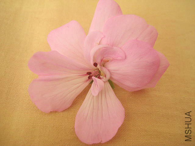 �ӽ��� ƽ�Ʒ�.jpg