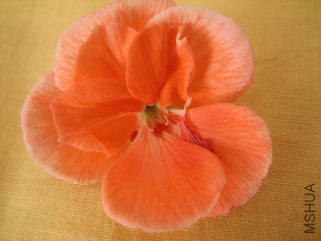 ֱ�� �ٺ��ذ�.jpg