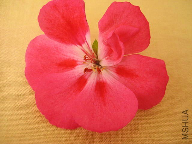 ֱ�� ���������.jpg