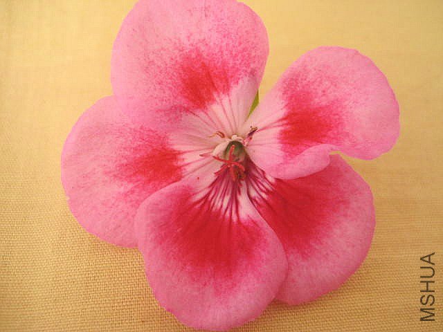 ֱ�� ��������.jpg