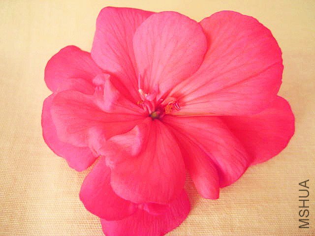 ֱ�� õ��.jpg