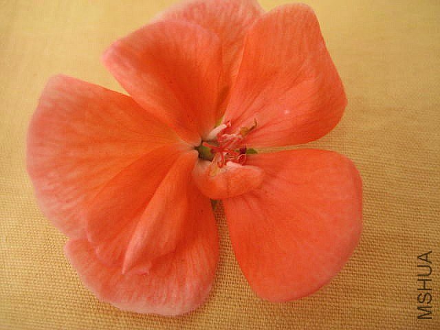 ֱ�� ɽ��.jpg