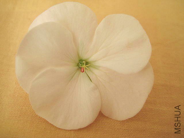 ������ ��ɫ.jpg