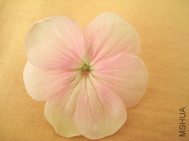 ������ ����.jpg