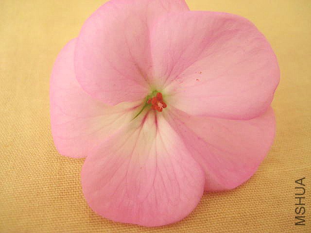 ������ ����.jpg