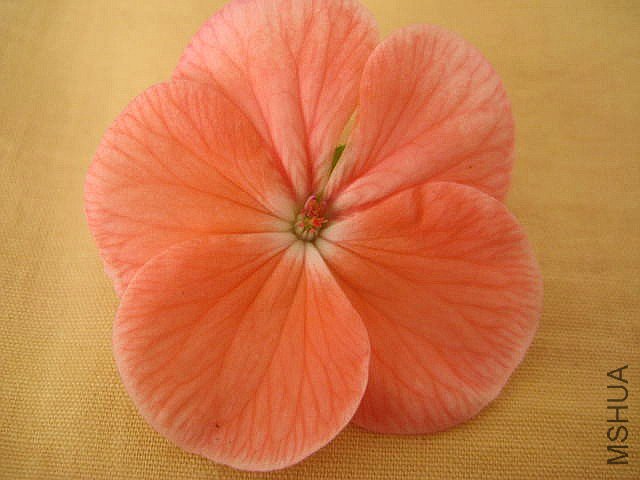 ������ �ٺ�.jpg