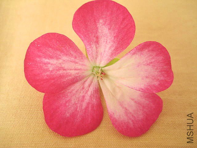 ������ õ���ǰ�.jpg